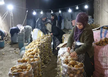 Türkiye’nin patates ihtiyacı Kapadokya’dan