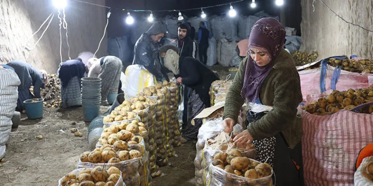 Türkiye’nin patates ihtiyacı Kapadokya’dan