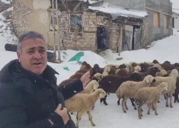 Çocuklar için eğlence, büyükler için eziyet