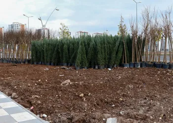 Mezopotamya Yeşil Kuşakta bin 800 ağaç ve 6 bin çalı dikilecek