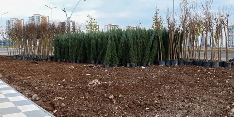 Mezopotamya Yeşil Kuşakta bin 800 ağaç ve 6 bin çalı dikilecek