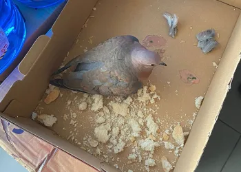 Uçamayan güvercine sağlık ekipleri sahip çıktı
