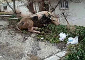 Kaçan danayla kovalamaca başka mahallede son buldu
