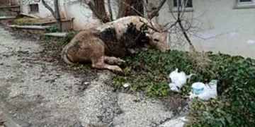 Kaçan danayla kovalamaca başka mahallede son buldu