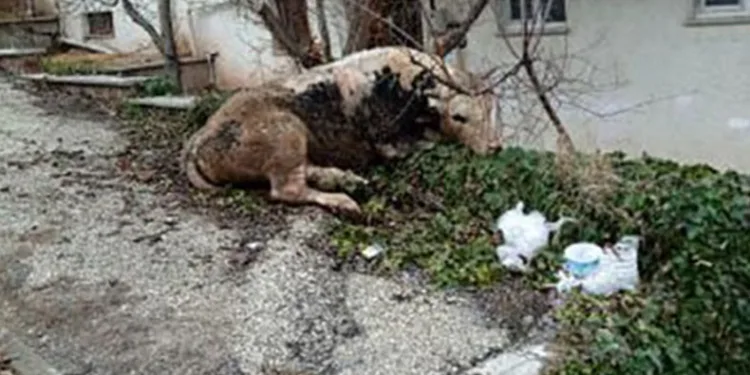 Kaçan danayla kovalamaca başka mahallede son buldu