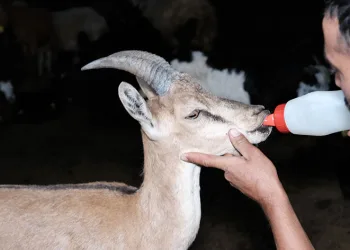 Yaralı yaban keçisine şefkat eli