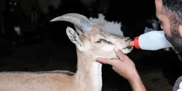Yaralı yaban keçisine şefkat eli