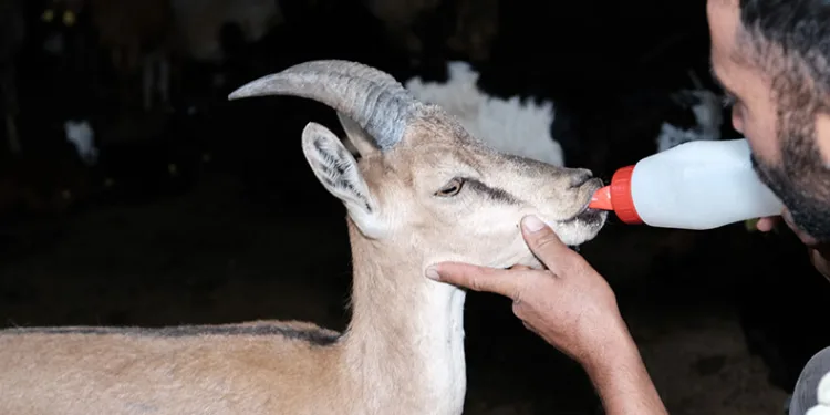 Yaralı yaban keçisine şefkat eli