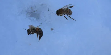 Arılar kış uykusunda arıcılar nöbette