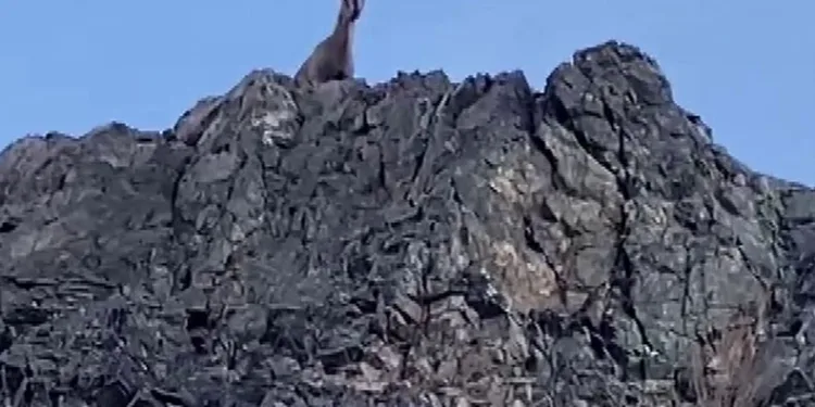 Dağların usta tırmanıcıları görüntülendi