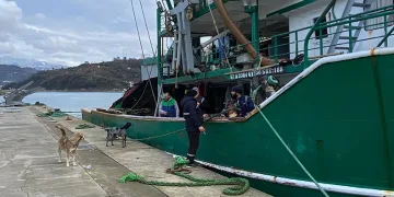 Hamsi balıkçıların yüzünü güldürdü