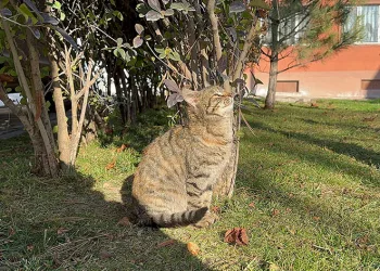 Sokağa atılan hayvan sayısı arttı
