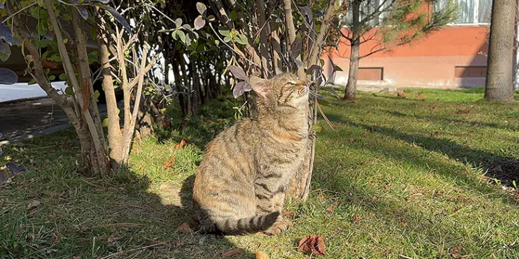 Sokağa atılan hayvan sayısı arttı