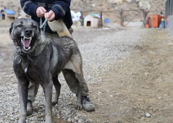 Sınır ötesi güvenliği için kangal tavsiyesi