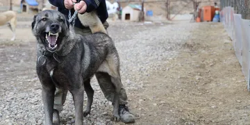 Sınır ötesi güvenliği için kangal tavsiyesi