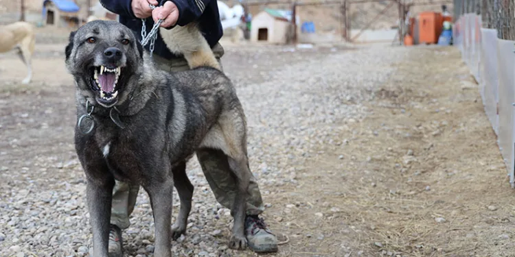 Sınır ötesi güvenliği için kangal tavsiyesi