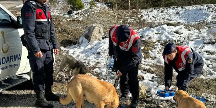 Jandarma, zorlu kış şartlarında sokak hayvanlarını unutmadı
