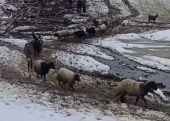 Çöken ahırda 40 küçükbaş hayvan telef oldu