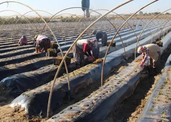 Ortaca ve Köyceğiz’de çilek üretimi artacak