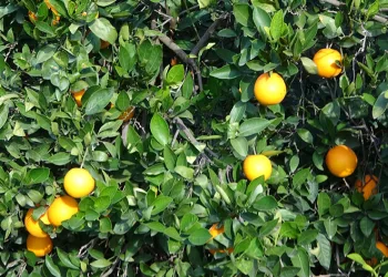 Bahçede 3TL, markette 45TL