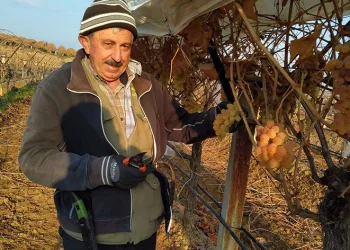 Bir yandan budak yapıyorlar bir yandan üzüm yiyorlar