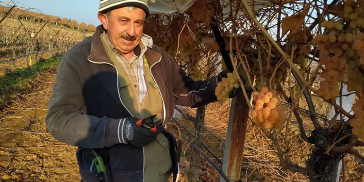 Bir yandan budak yapıyorlar bir yandan üzüm yiyorlar
