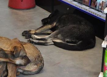 Üşüyen köpekler sıcak işletmelere sığındı