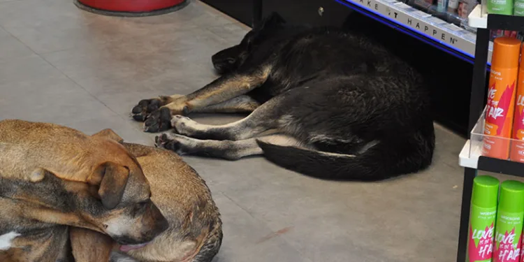 Üşüyen köpekler sıcak işletmelere sığındı