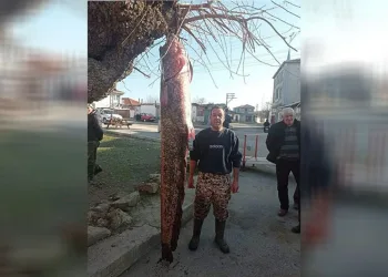 İnsan boyundaki dev balık ağa takıldı