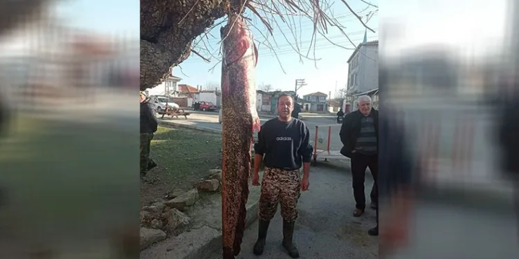 İnsan boyundaki dev balık ağa takıldı