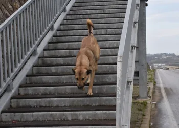 Akıllı köpekten üst geçit dersi