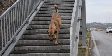 Akıllı köpekten üst geçit dersi