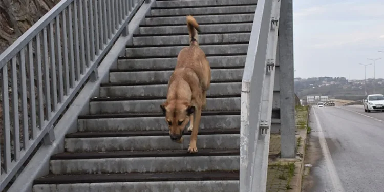 Akıllı köpekten üst geçit dersi
