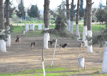 “İncirliova kimsenin köpek bırakma alanı değil”