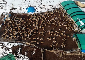 Koyunların kuzulama dönemi başladı