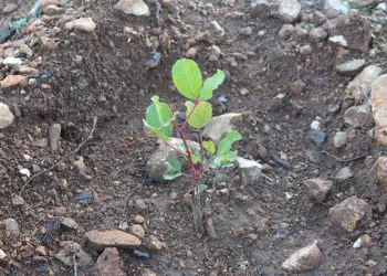 Yanan orman sahasında ağaçlandırma çalışmaları tamamlandı