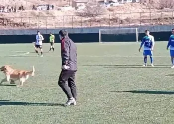 Sahaya giren köpek maçı durdurdu