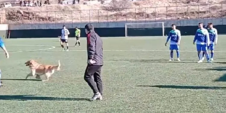 Sahaya giren köpek maçı durdurdu