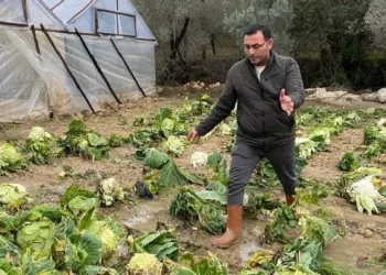 Sağanak yağış sera ürünlerine hasar verdi