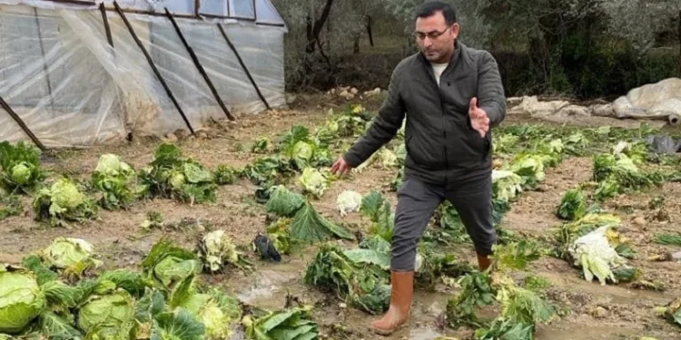 Sağanak yağış sera ürünlerine hasar verdi