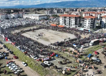 Balıkesir’de deve güreşini binlerce kişi izledi