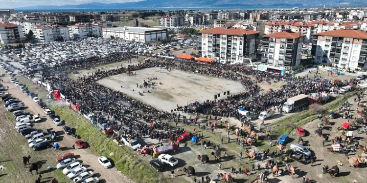 Balıkesir’de deve güreşini binlerce kişi izledi