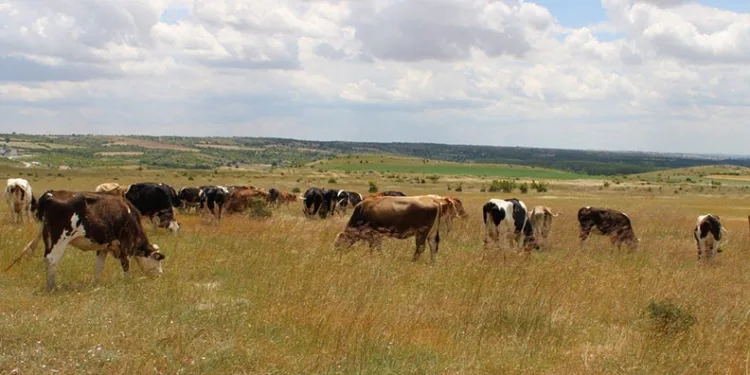 Kırklareli’ne getirilen 11 kaçak büyükbaş hayvan ele geçirildi