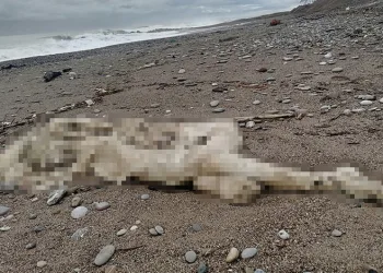 Sahilde başı ve sağ kolu olmayan çürümüş bir ceset bulundu