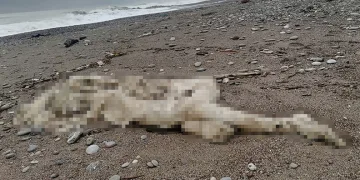 Sahilde başı ve sağ kolu olmayan çürümüş bir ceset bulundu