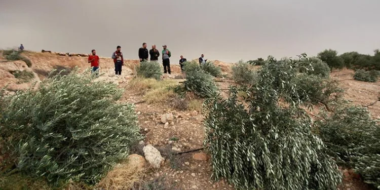 Yahudi yerleşimciler Filistinlilerin zeytinlerini çaldı