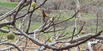 Ocak ayında meyve verdi