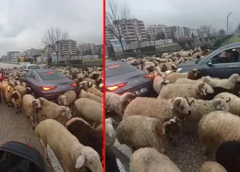 Bursa’da koyun sürüsü çevre yoluna çıktı