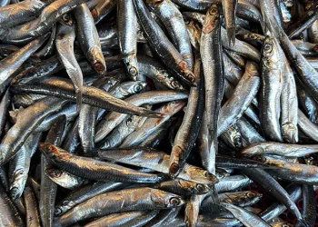 Hamsi Gürcistan’a kaçtı