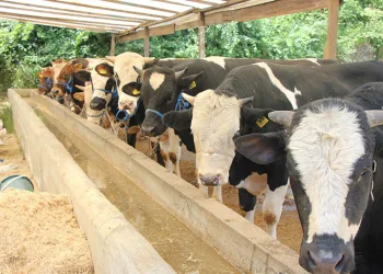Hayvanlarına şap aşısı yaptırmayanlara para cezası